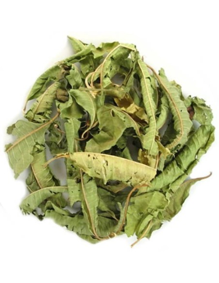 Verveine