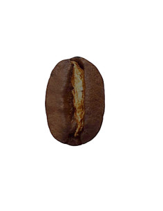 café arabica corsé Moka Lekempti